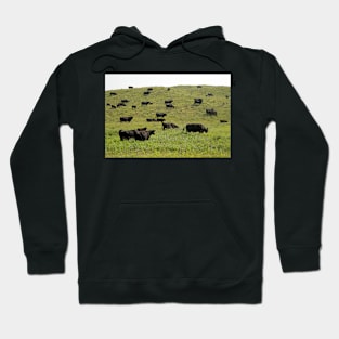 Cattle grazing on a sandy prairie (C026/7746) Hoodie